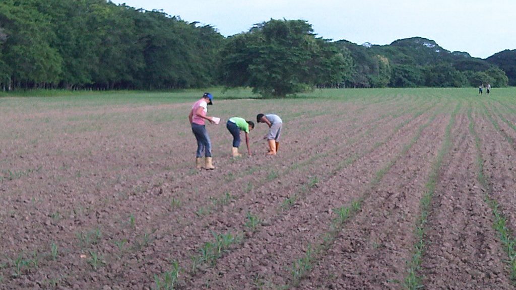 Aprendiendo Sobre La Educación Agropecuaria – Revista59